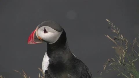 Atlantic Puffin close up Stock Footage 35935725