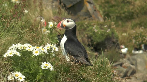 Atlantic Puffin closeup Stock Footage 28999357