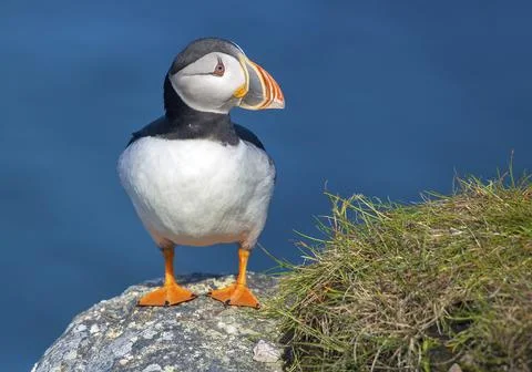 Atlantic puffin closeup Stock Photos