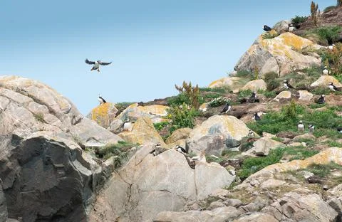 Atlantic Puffin Colony Stock Illustration