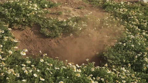 Atlantic Puffin Digging in Hole, Throwing Up Dust Cloud, Flying Dirt in Stock Footage 233059245