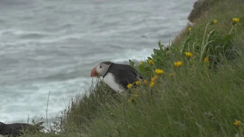 Atlantic Puffin Ducking Down in Strong Wind and Rain on a Cliff in Iceland Stock Footage 339763804