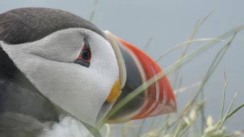 Atlantic Puffin Extreme Close Up Portrait Looking Around in Iceland Wildlife Stock Footage 339752804