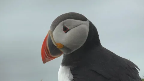 Atlantic Puffin Facing Strong Wind and Rain in Coastal Iceland Stock Footage 339763805