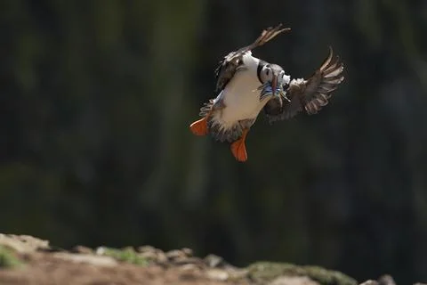 Atlantic puffin with fish Stock Photos