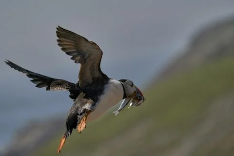 Atlantic puffin with fish Stock Photos