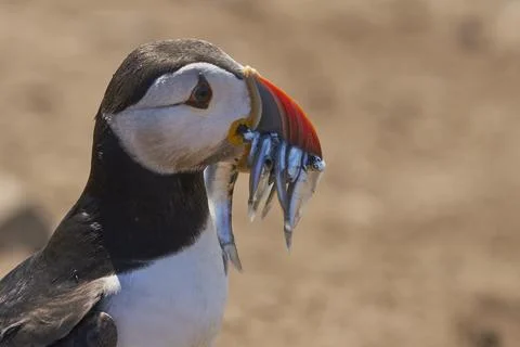 Atlantic Puffin with fish Stock Photos