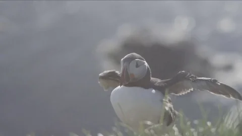 Atlantic puffin flapping his wings Stock Footage 69741839