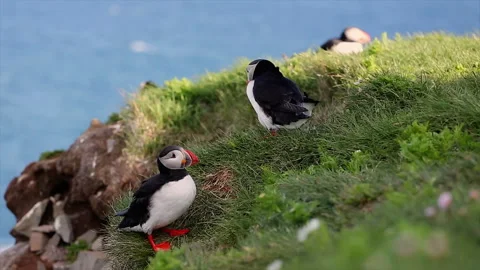 Atlantic puffin flapping wings on a grassy cliff Stock Footage 330267205