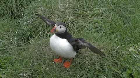 Atlantic Puffin Flapping Wings in Green Grass on Icelandic Coastal Cliffside Stock Footage 339881750