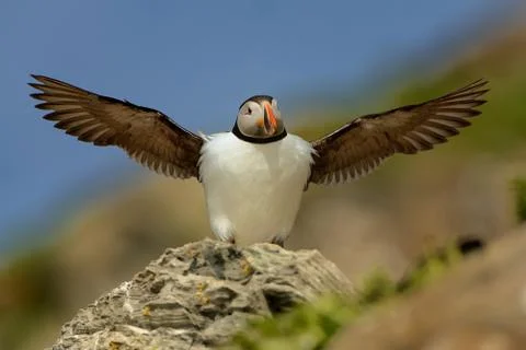 Atlantic Puffin flapping with wings. Stock Photos