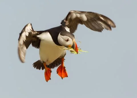 Atlantic puffin in flight with nesting material in the beak Stock Photos