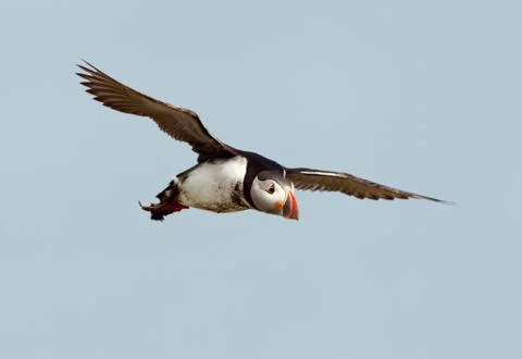 Atlantic puffin in flight Stock Photos