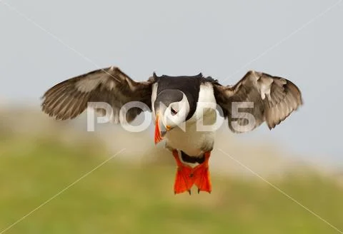 Atlantic puffin in flight Stock Photos