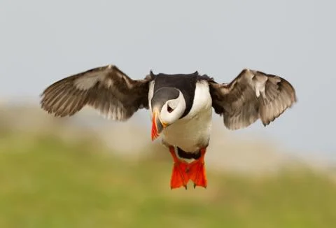 Atlantic puffin in flight Stock Photos
