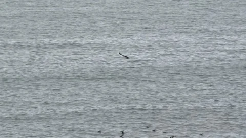 Atlantic Puffin Flying Over the Open Sea in Iceland - Nature Wildlife Footage Stock Footage 339880493