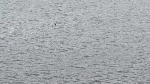 Atlantic Puffin Flying Over the Open Sea in Iceland - Nature Wildlife Footage Stock Footage 339880497