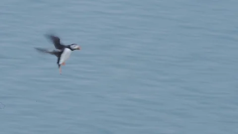 An Atlantic Puffin flying over Skomer Island and landing on the cliffy Stock Footage 128591272