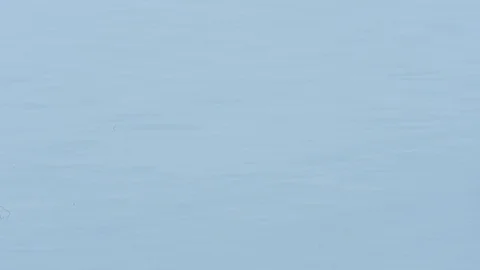 An Atlantic Puffin flying over Skomer Island cliffy seashore, Wales Stock Footage 128592456