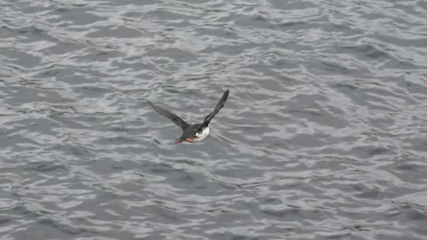 Atlantic Puffin Flying Past Camera Over Open Sea in Iceland - Wildlife Footage Stock Footage 339882688