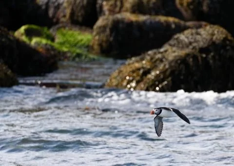 Atlantic puffin flying Stock Photos