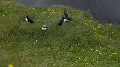 Atlantic Puffin Flying Toward Camera and Landing on a Cliffside in Iceland Stock Footage 339968806