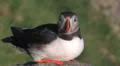 Atlantic Puffin Video HD