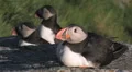 Atlantic Puffin HD Footage