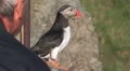 Atlantic Puffin HD 동영상