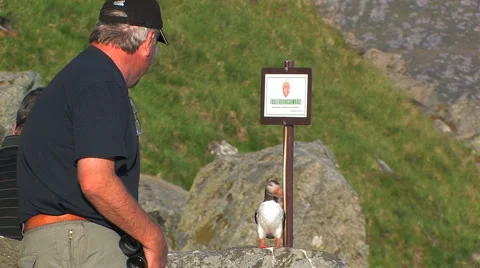 Atlantic Puffin Stock Footage