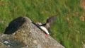 Atlantic Puffin HD Footage