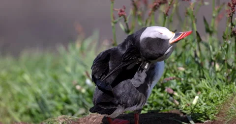 Atlantic Puffin (Fratercula arctica) preening. Isle of Lunga, Scotland. Stock Footage 337651106