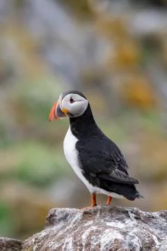 Atlantic Puffin (Fratercula arctica), standing on the cliff at Isle of May Stock Photos