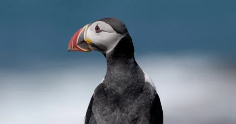 Atlantic Puffin (Fratercula arctica) with waves in teh background. Scotland. Stock Footage 337720832