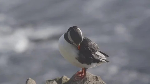Atlantic puffin grooming itself Stock Footage 69741392