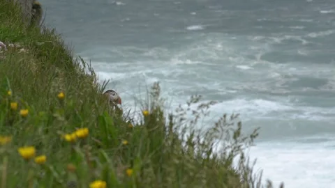 Atlantic Puffin Hiding in Grassy Vegetation on a Coastal Cliff in Iceland Stock Footage 339750870