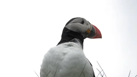 Atlantic Puffin Looking Around in Iceland - Close Up Wildlife Footage Video stock 339879462