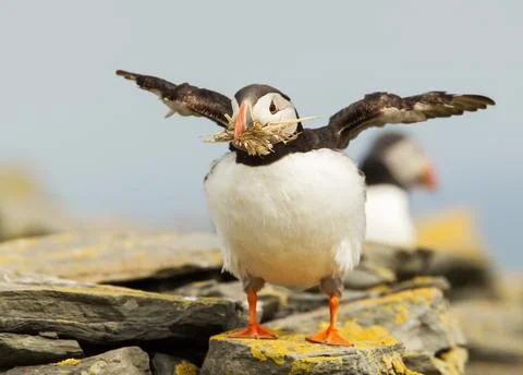 Atlantic puffin with nesting material in the beak Stock Photos