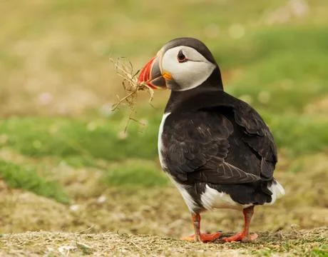 Atlantic puffin with nesting material in the beak Stock Photos