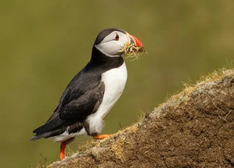 Atlantic puffin with nesting material in the beak Stock Photos