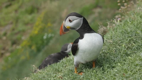 Atlantic Puffin or Common Puffin, Fratercula arctica, Vídeos de archivo 156767513
