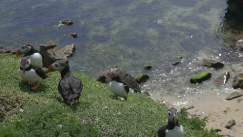 Atlantic Puffin or Common Puffin, Fratercula arctica, Vídeos de archivo 156768716
