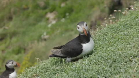 Atlantic Puffin or Common Puffin, Fratercula arctica, Vídeos de archivo 156779256
