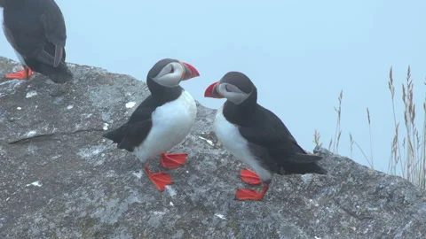 Atlantic puffin pair on rock beak courtship beautiful colorful bird misty day Video stock 158744599