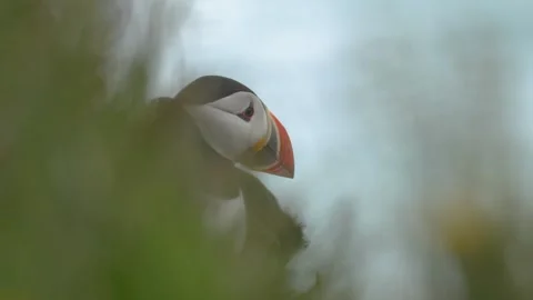 Atlantic Puffin Peeking Through Grassy Vegetation on a Windy Cliff in Iceland Video stock 339750868