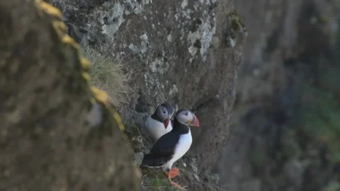 Atlantic Puffin Perched on Cliffside Rock, Iceland Stock Footage 345179802