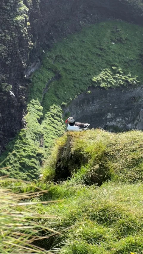 Atlantic puffin perched on a grassy cliff in Iceland.  Stock Footage 312232653