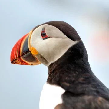 Atlantic Puffin Foto stock