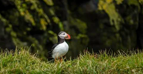 Atlantic Puffin Foto stock