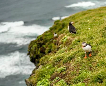 Atlantic Puffin Stock Photos